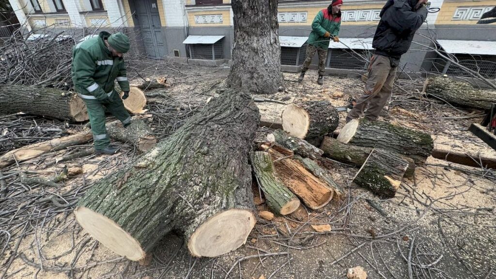 Спиляні дерева на Подолі. Фото: Марія Андрійчук-Журавель/Facebook