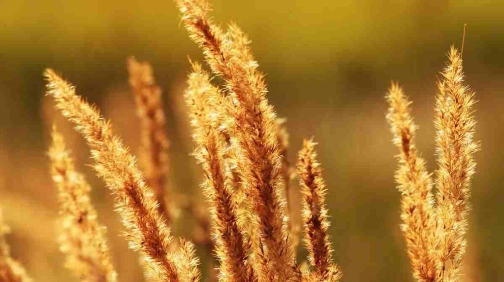 6697b958ef049-snimok_ekrana_2024-07-17_131829_1200x670