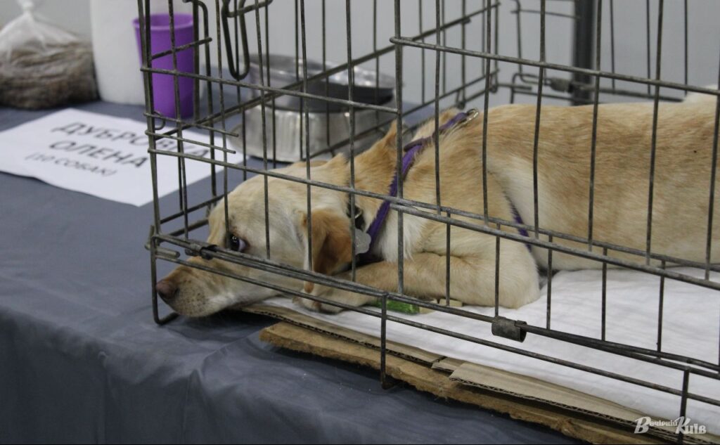 Песик в очікуванні нової родини. Фото: Олександра Плакіна